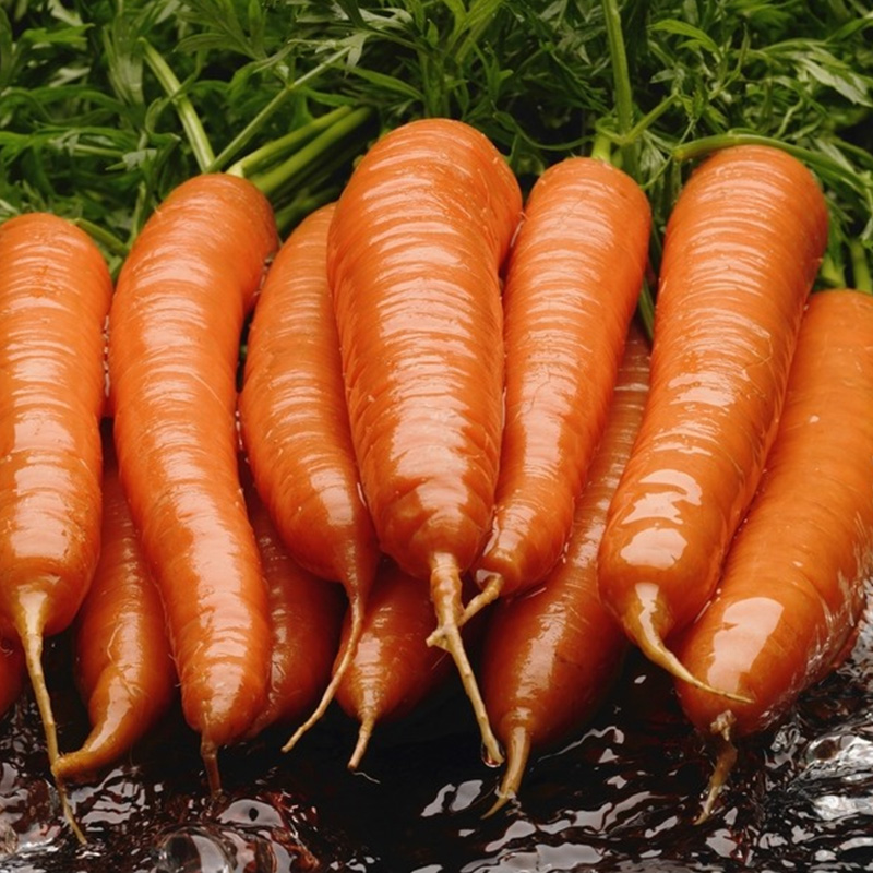 Sárgarépapor Sárgarépapor